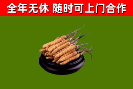 呼中烟酒回收冬虫夏草.jpg